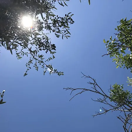سيان آيكونز كاليفيس