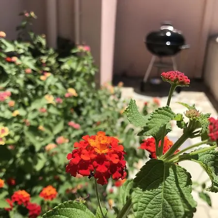 فيلة سيان آيكونز